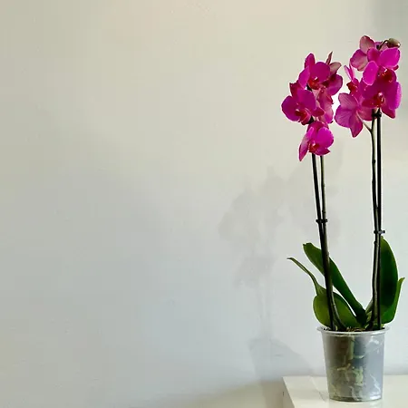 Couette-café B&B Holiday Torre Annunziata